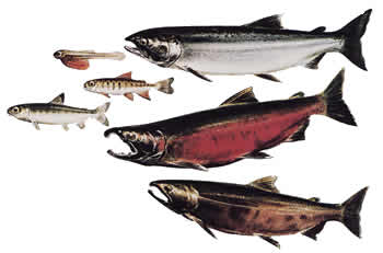 Coho Salmon